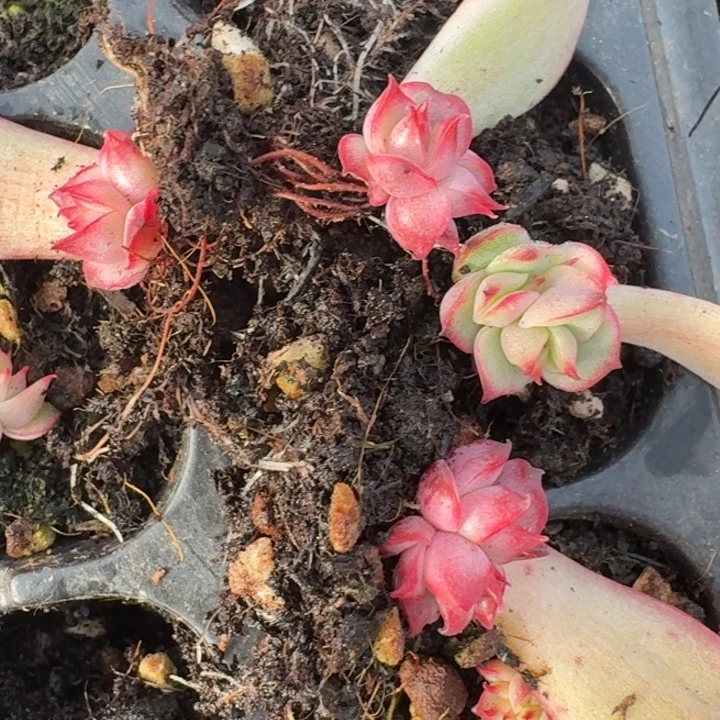 红锦宝莲灯一物一拍244