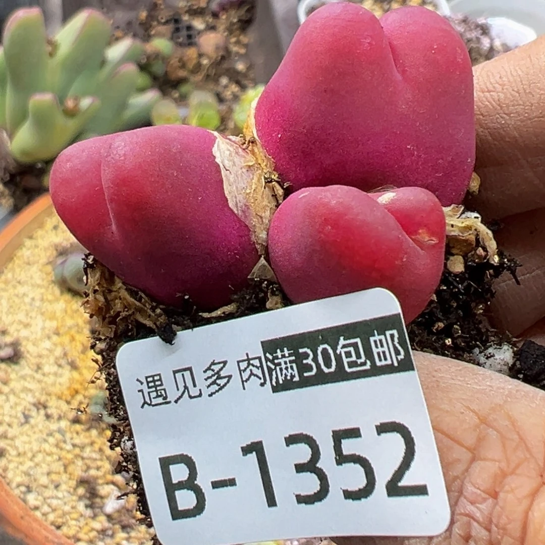 多肉植物1111111111111