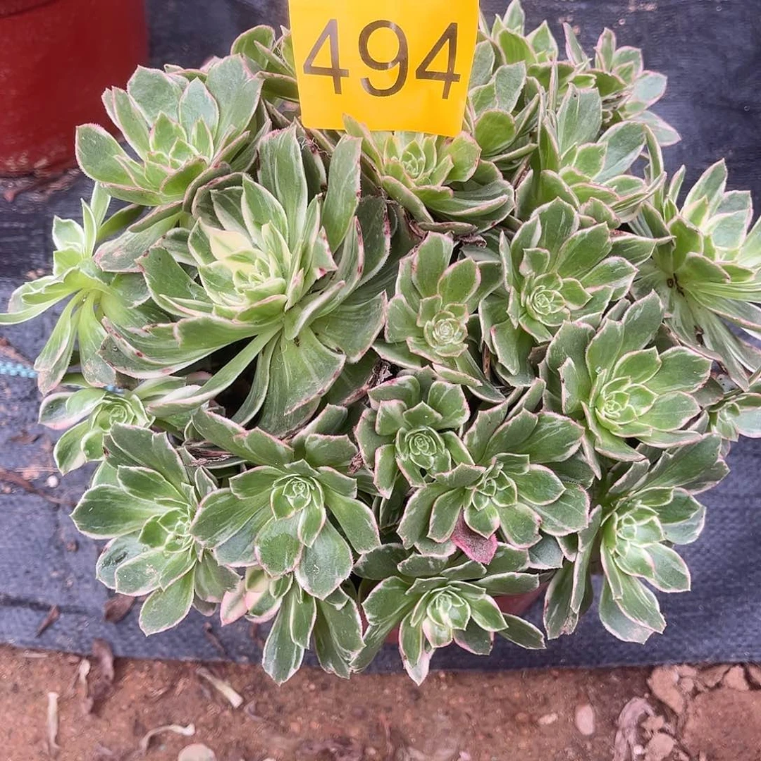 494万花筒多肉植物多肉植物