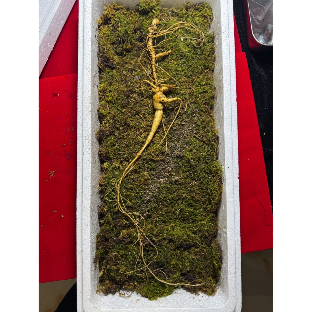 长白山精品放山货林下籽
