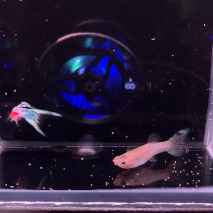 孔雀鱼霓虹双剑1对