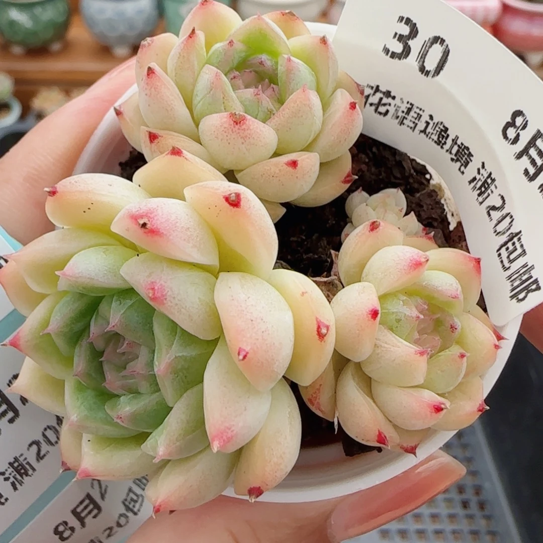 花语逸镜0821-30整