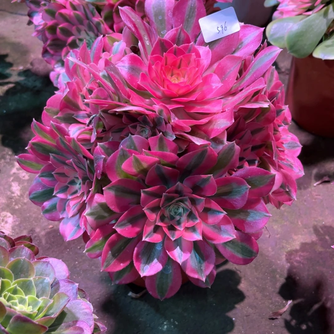 多肉植物女巫596