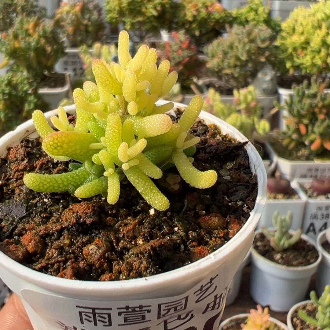 24-520枝干番杏多肉糖球黄锦五圆盆一物一拍