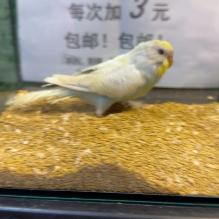 虎皮鹦鹉大头虎皮鹦鹉