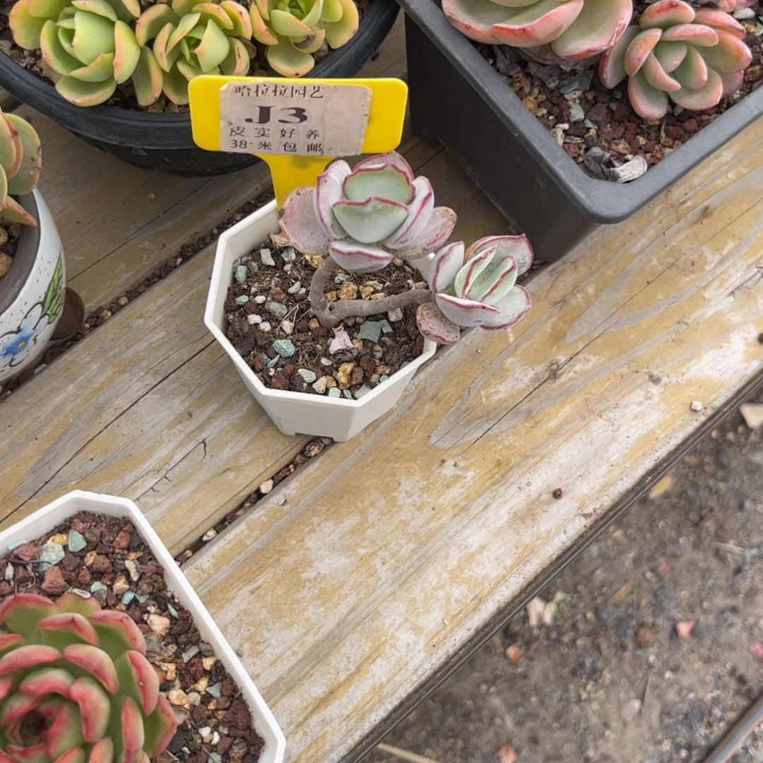 小*糊多肉植物111111