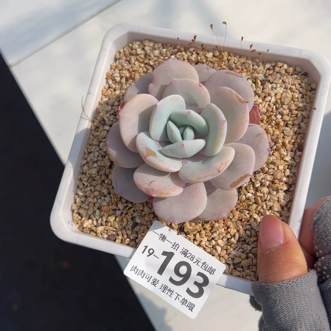 奶茶，多肉多肉多肉多肉