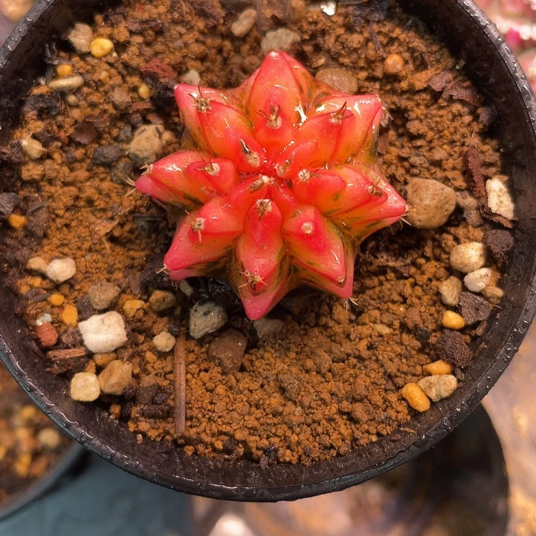 1-104米哈锦3.4厘米