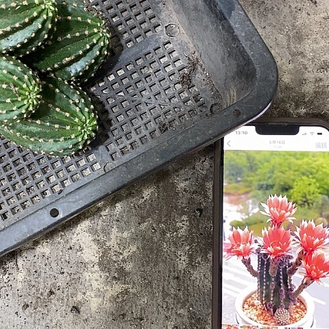 多头红金刚，3578900