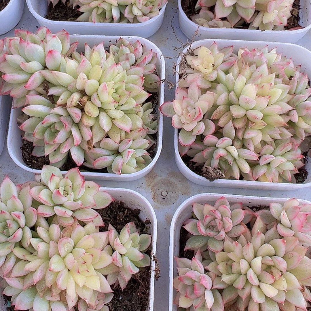 女雏锦19包邮多肉