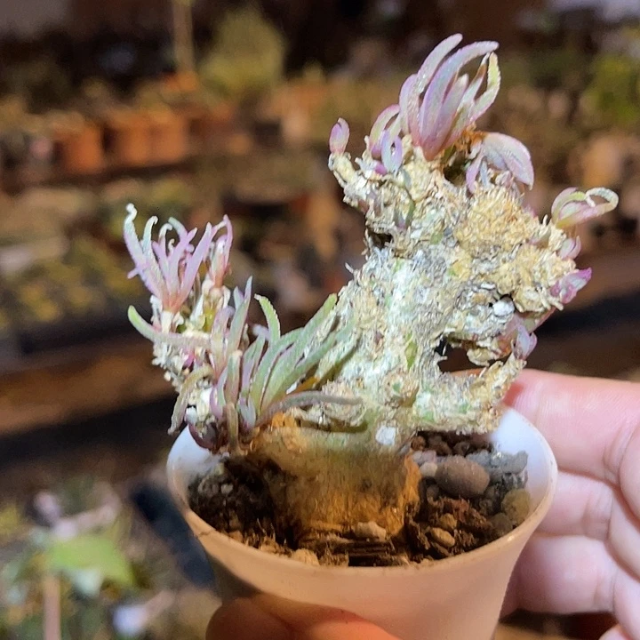 无花朵天赐块根一物一拍下单包邮