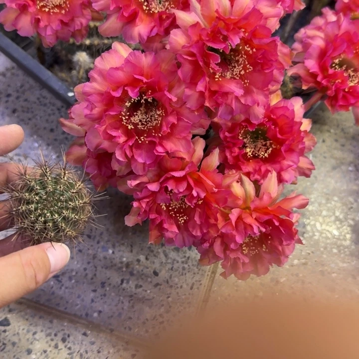 207彩草舞后歪无根侧牙4公分左右，20包邮