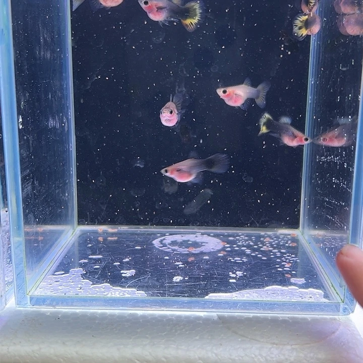 ****孔雀鱼金葵花玻璃猫4对