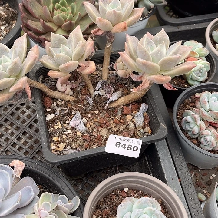 阿雅园艺。     6480千金