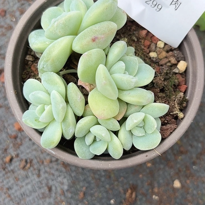 战后299呀呀呀呀呀呀呀呀呀