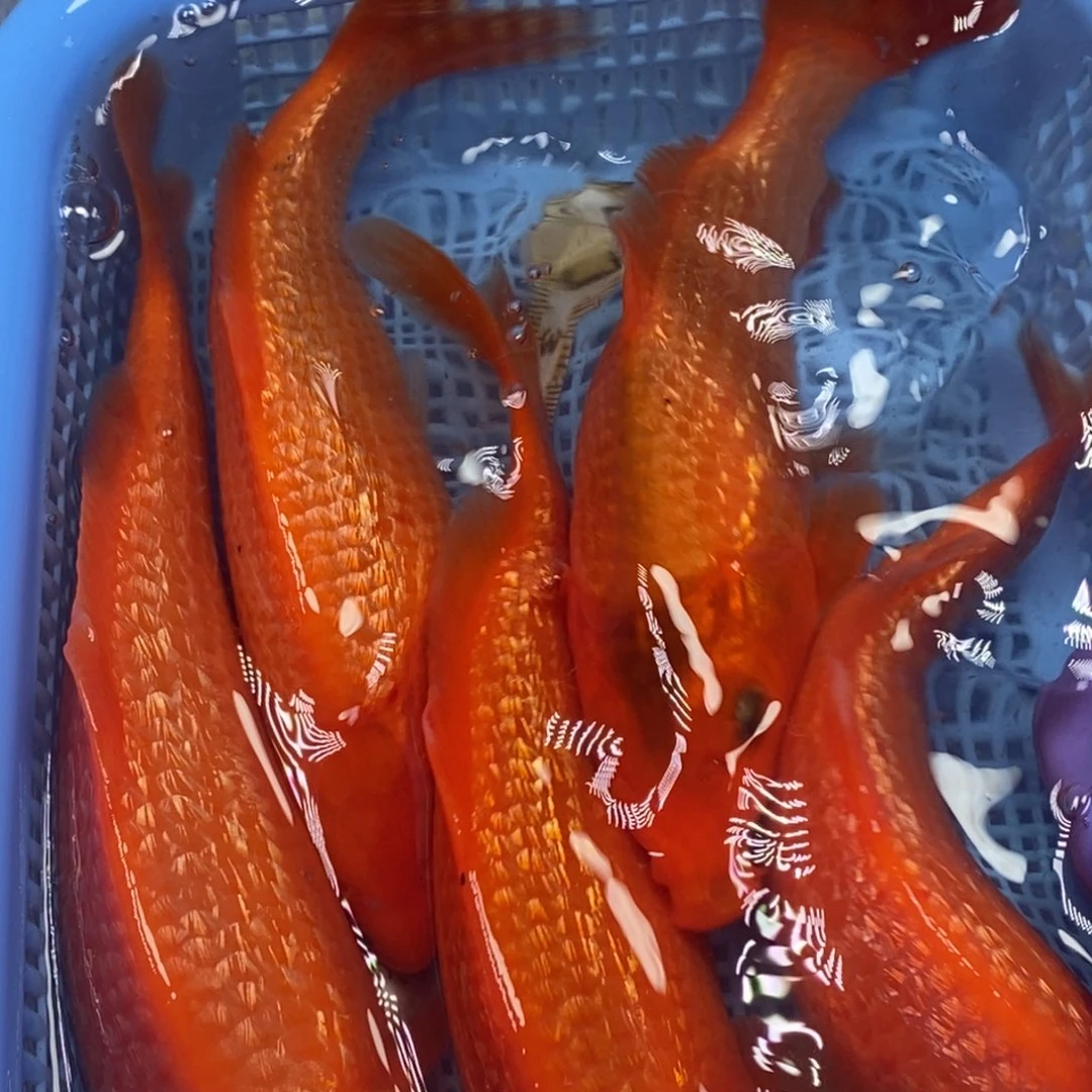 锦鲤冷水锦鲤包邮