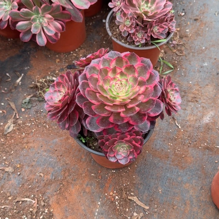 红花郎4头起发货啊啊