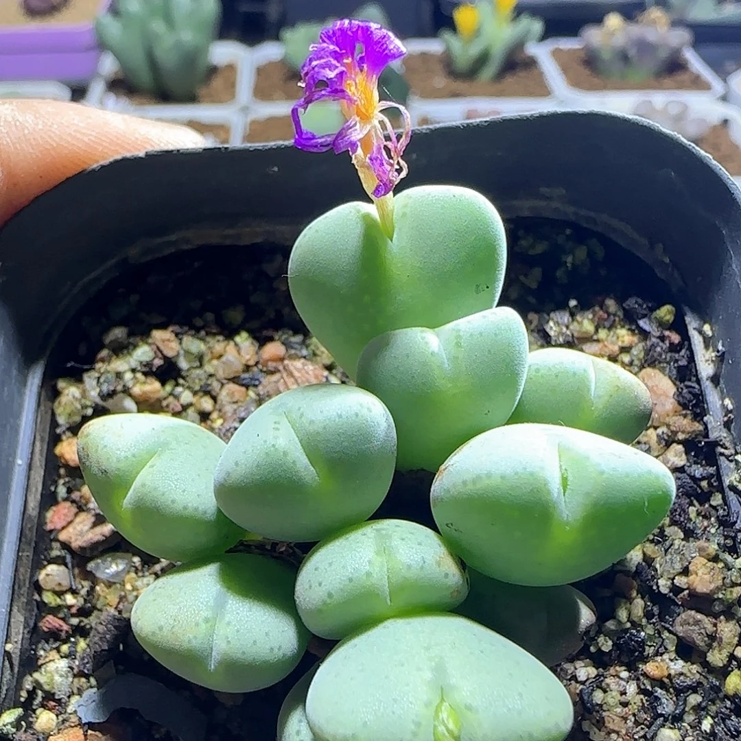 哈哈哈哈哈哈哈55435