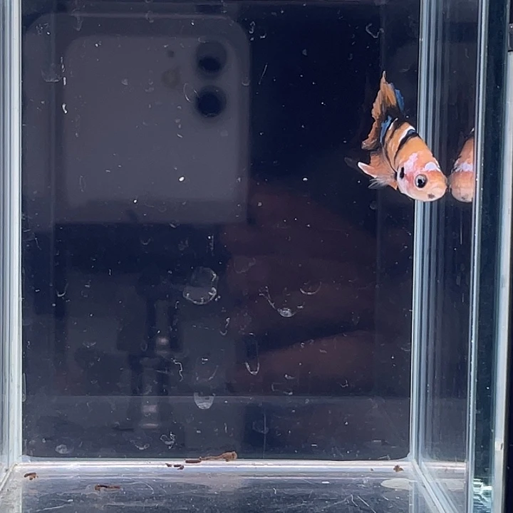 斗鱼包活不包损 感谢支持