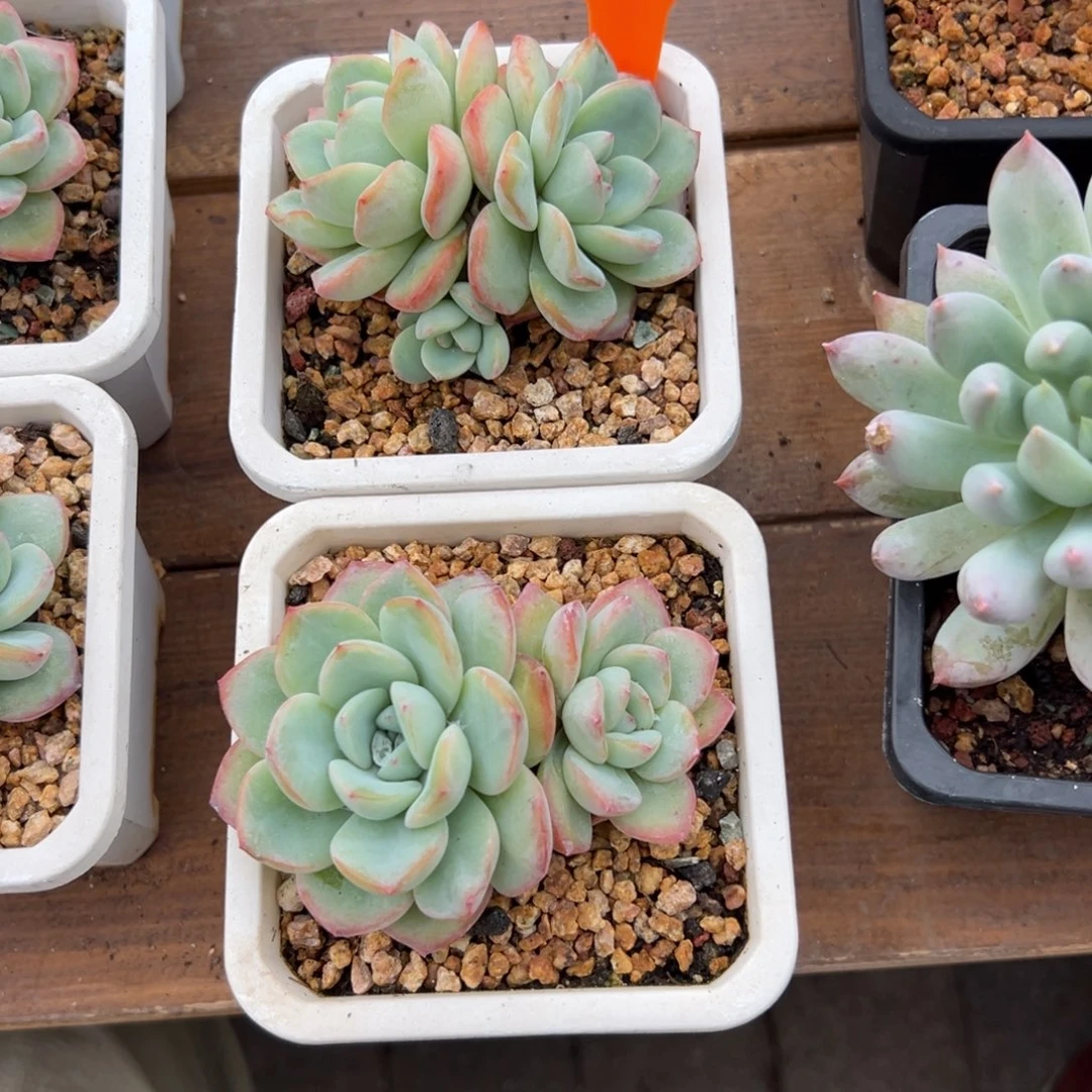 雀***糖特价泡芙11111111111111