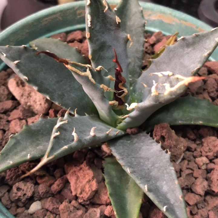 黄****eb妖炎龙舌兰一物一拍