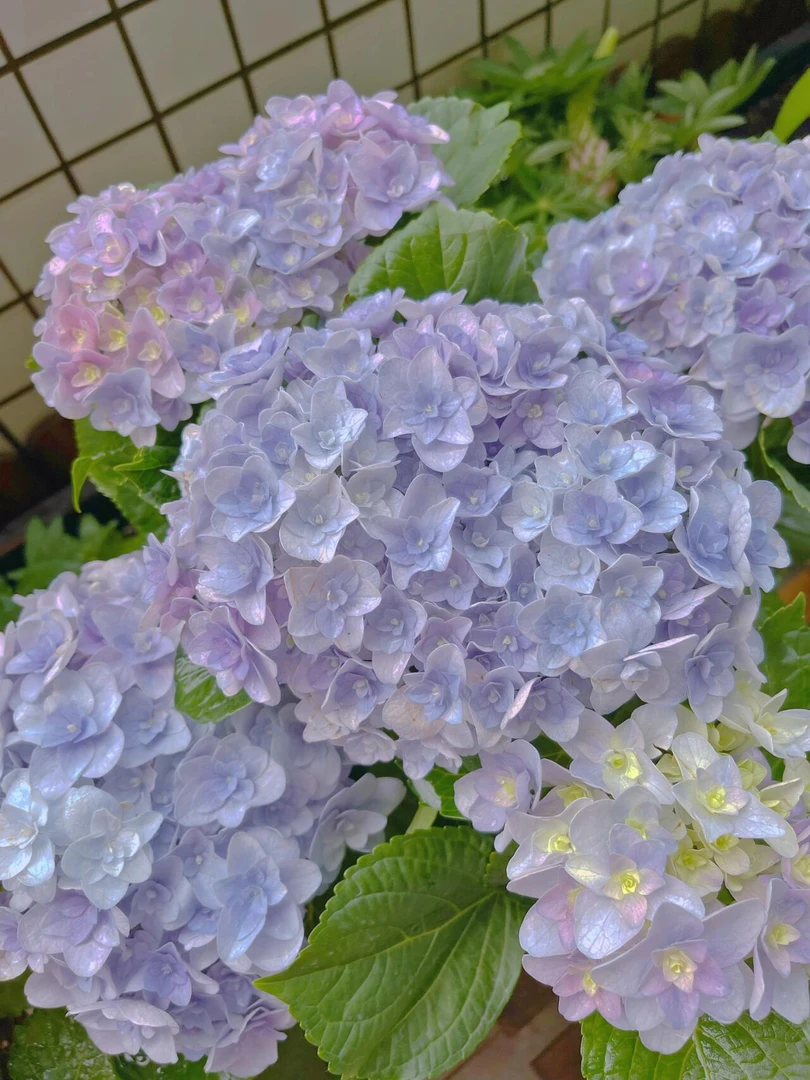 【薇韵花卉】2加仑弗洛伦蒂娜 重瓣大花绣球 后期会变色 民宿客栈