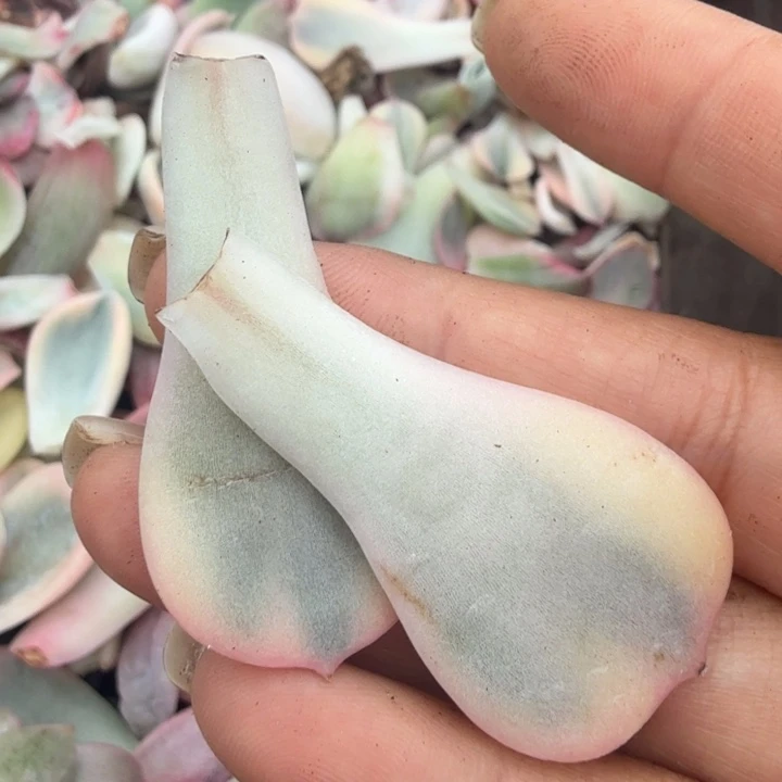 厚叶暗冰锦超白锦