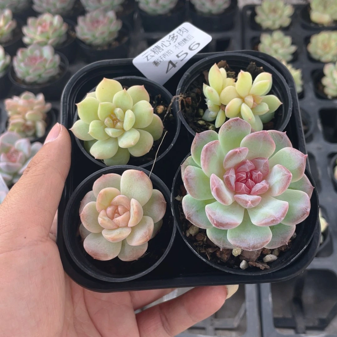 云糖心多肉植物456