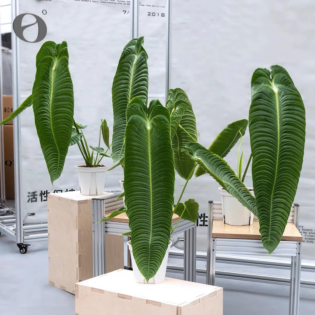 火鹤王火鹤后花烛观叶植物室内盆栽轻奢绿植客厅装饰