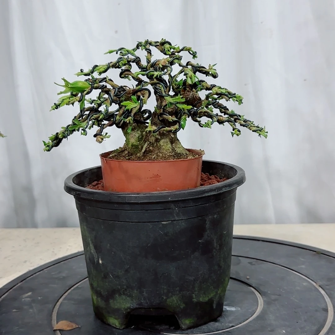 当前无花朵，栽培后可花朵用****1