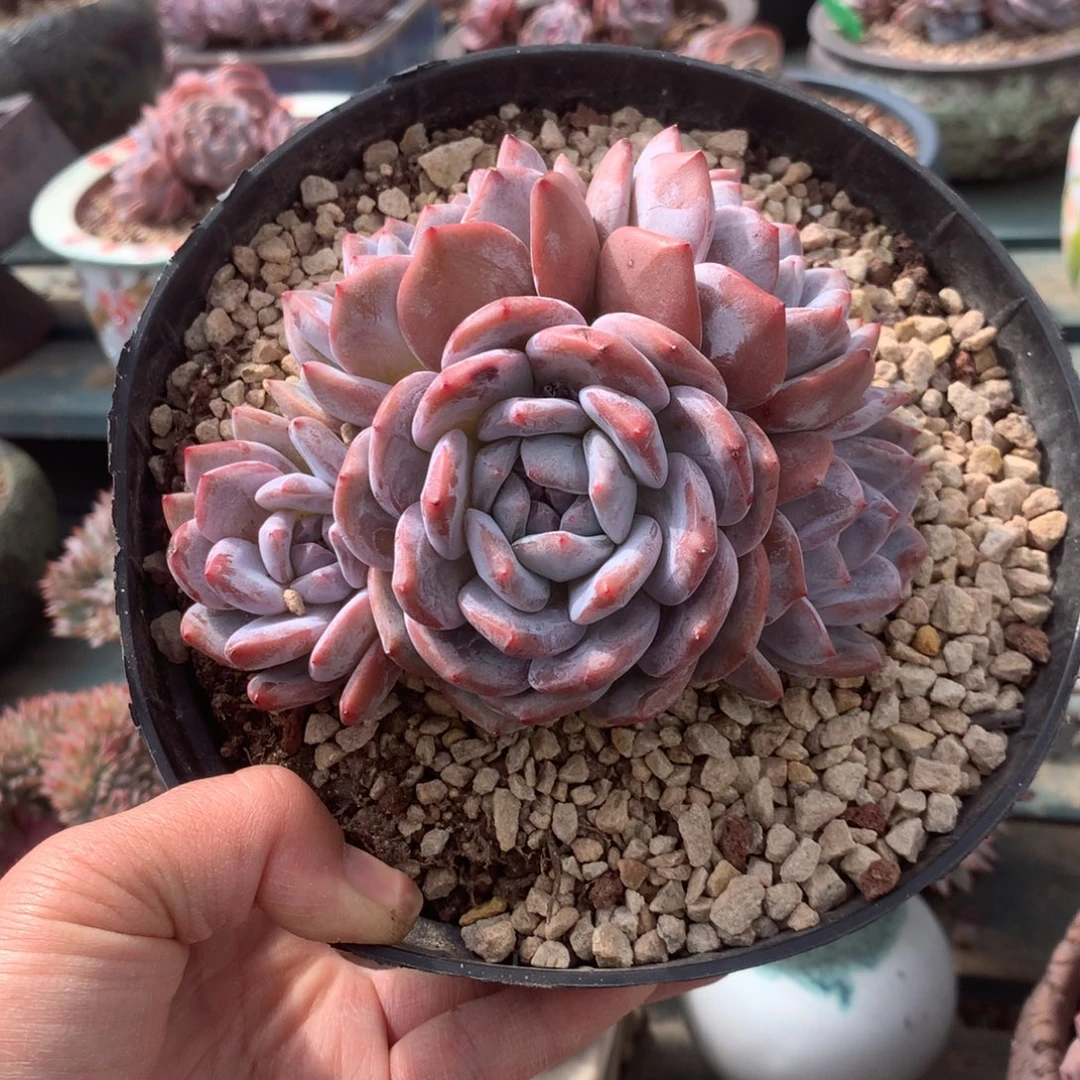 无花朵上播福利炸哈哈哈哈哈哈哈1