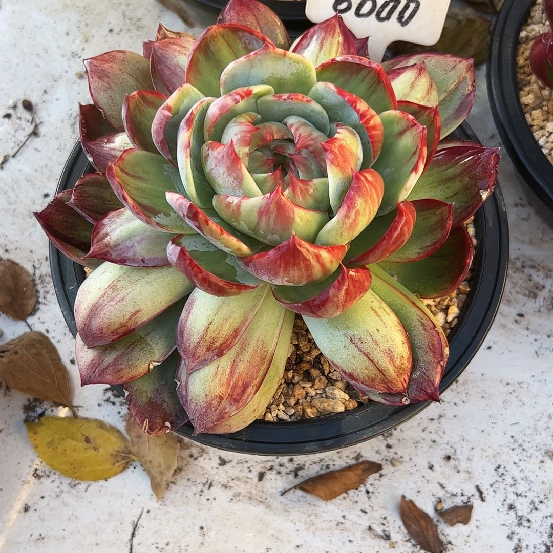 Z***园惊鸿仙子一物一拍6000号