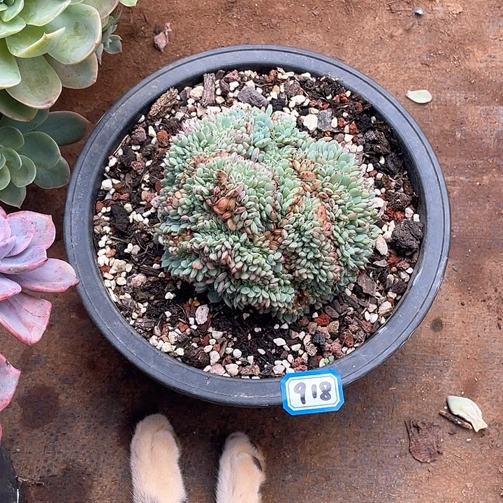 918蓝胖子 一物一拍多肉