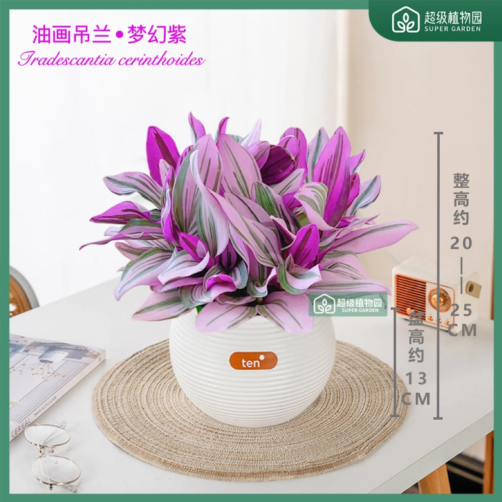 婚礼油画吊兰花卉盆栽阳台四季好养室内办公室净化空气美观绿植