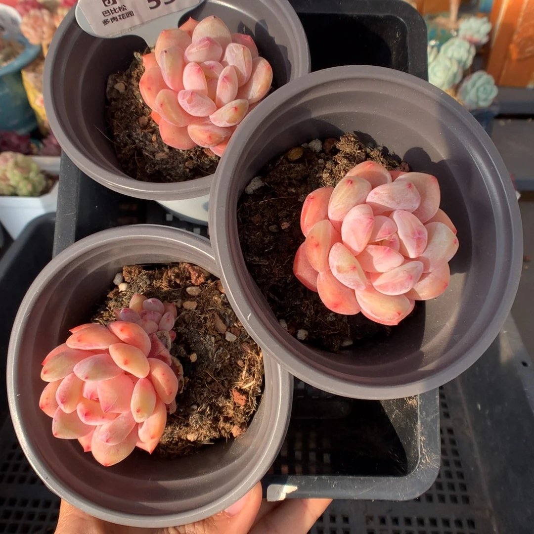 530丸叶雪天使三棵福利