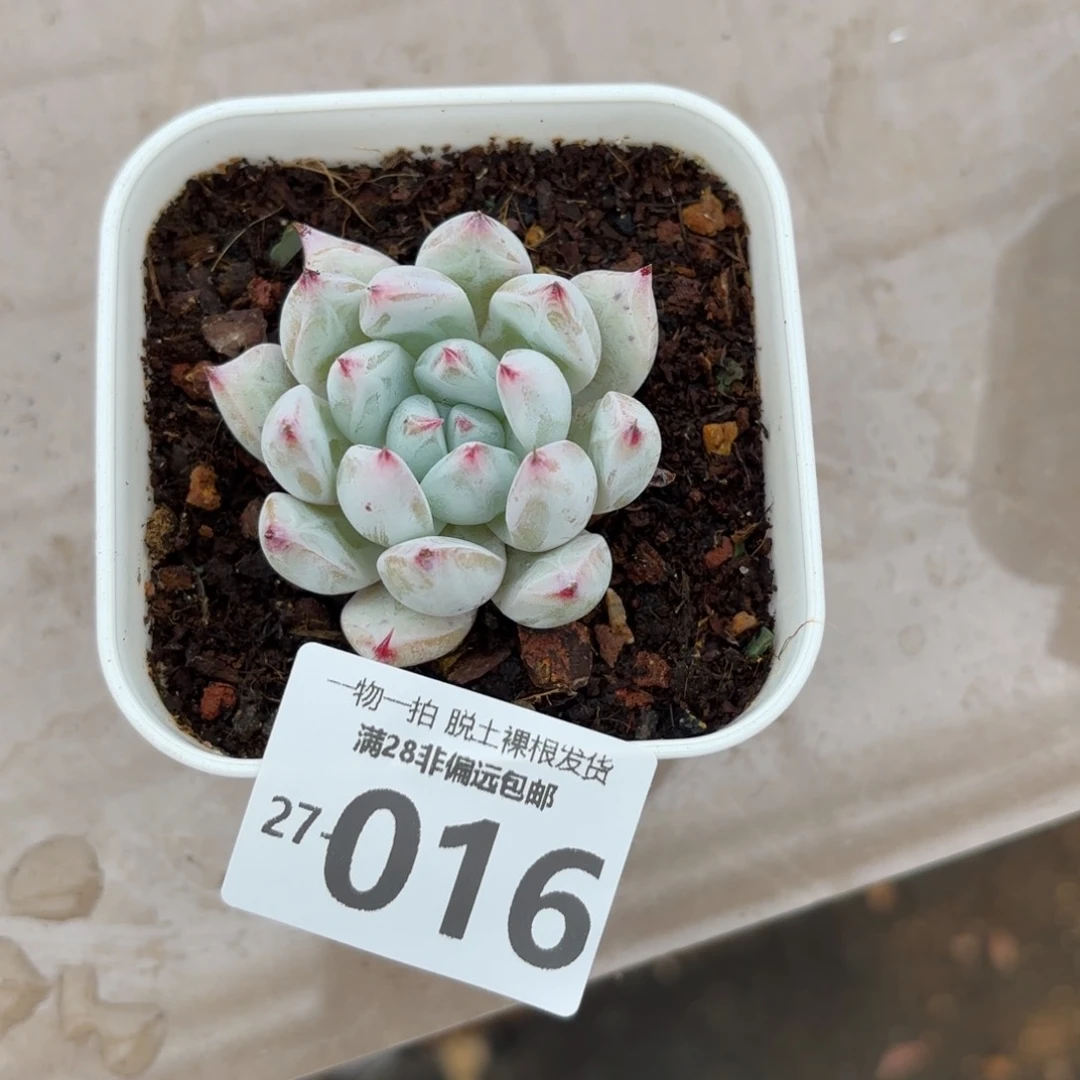 野卡单头多肉多肉多肉