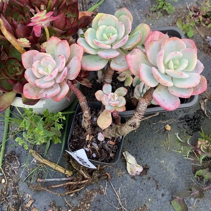 芹***儿402白月光dtmpwggwt