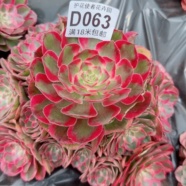 多肉法师淘宝福利