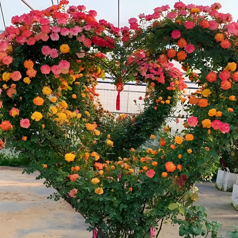 月季花  大型爱心造型月季 庭院花卉绿植 别墅 大门等场所绿植