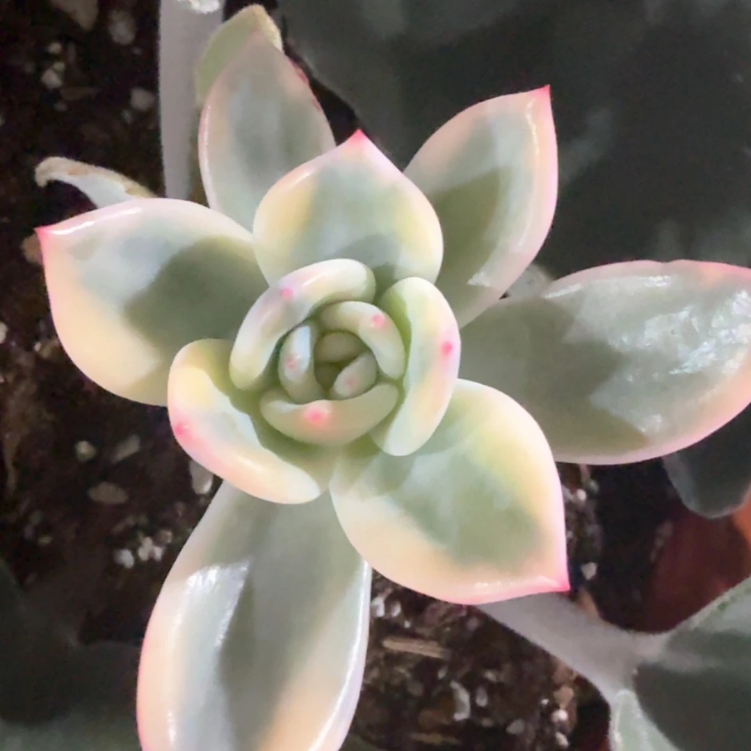 伊丽莎白锦 多肉植物