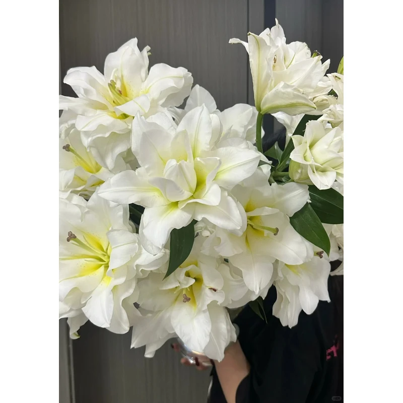 【花言罐舍】暴风雪重瓣百合 一单包邮 云南鲜花昆明基地现采现发