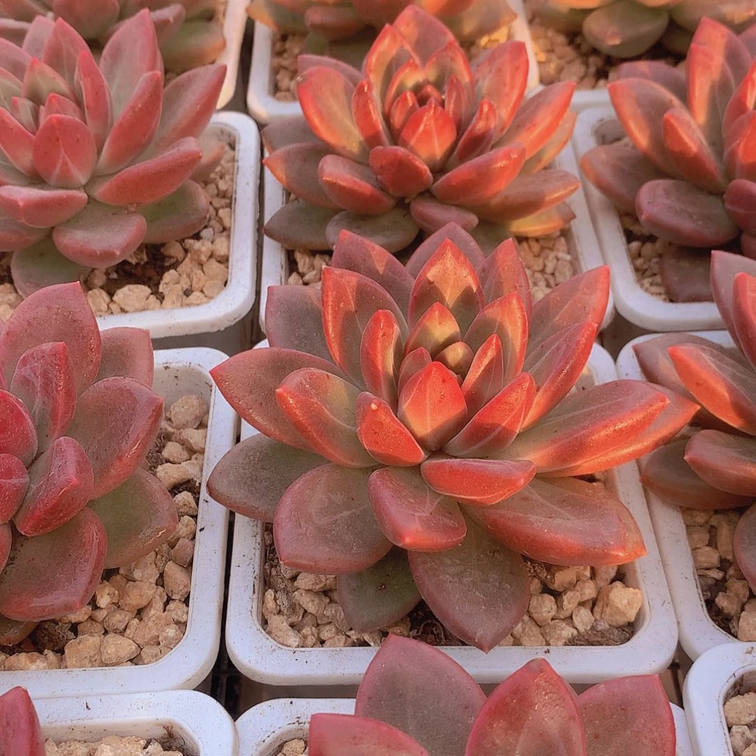 迷雾泡泡356789990000