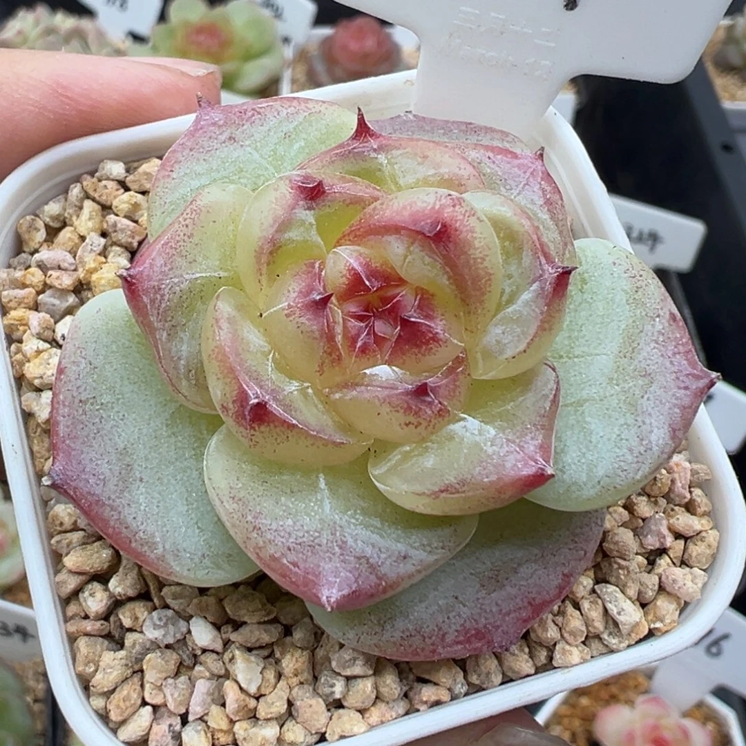 647号绿菩提 晗雨多肉