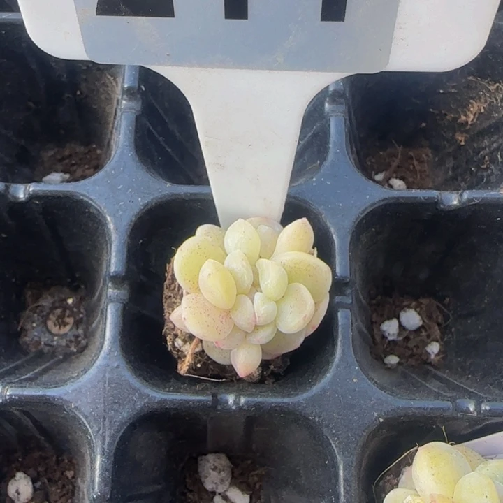 @****～211 一物一拍多肉优选