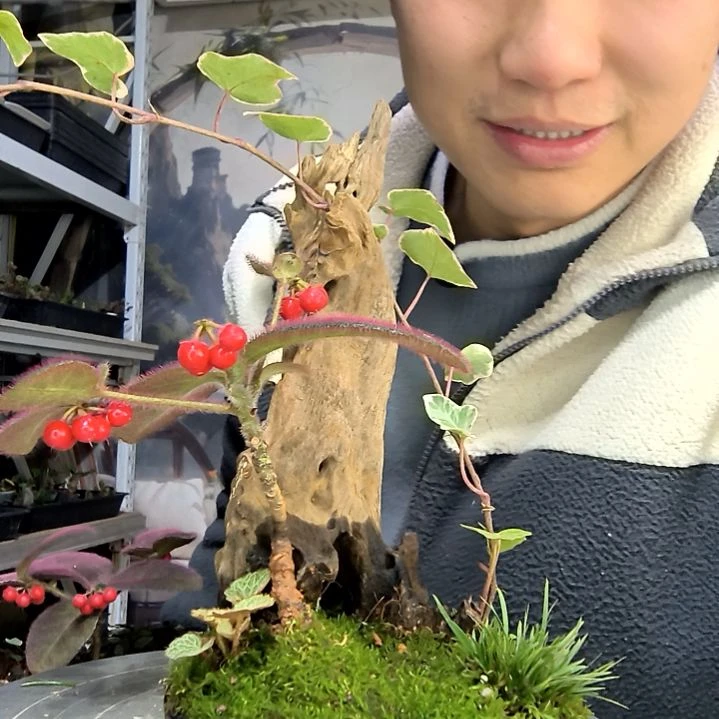 猫***外中青园艺一物一拍花83