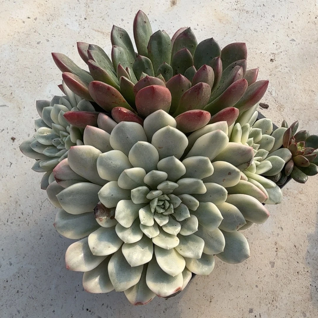 红宝石锦群，砍过，多肉植物