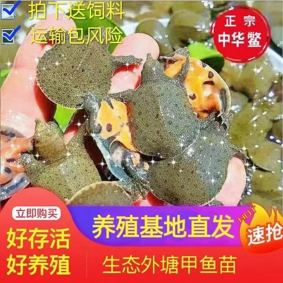 2-5g甲鱼苗批发100只外塘小甲鱼王八龟鳖苗