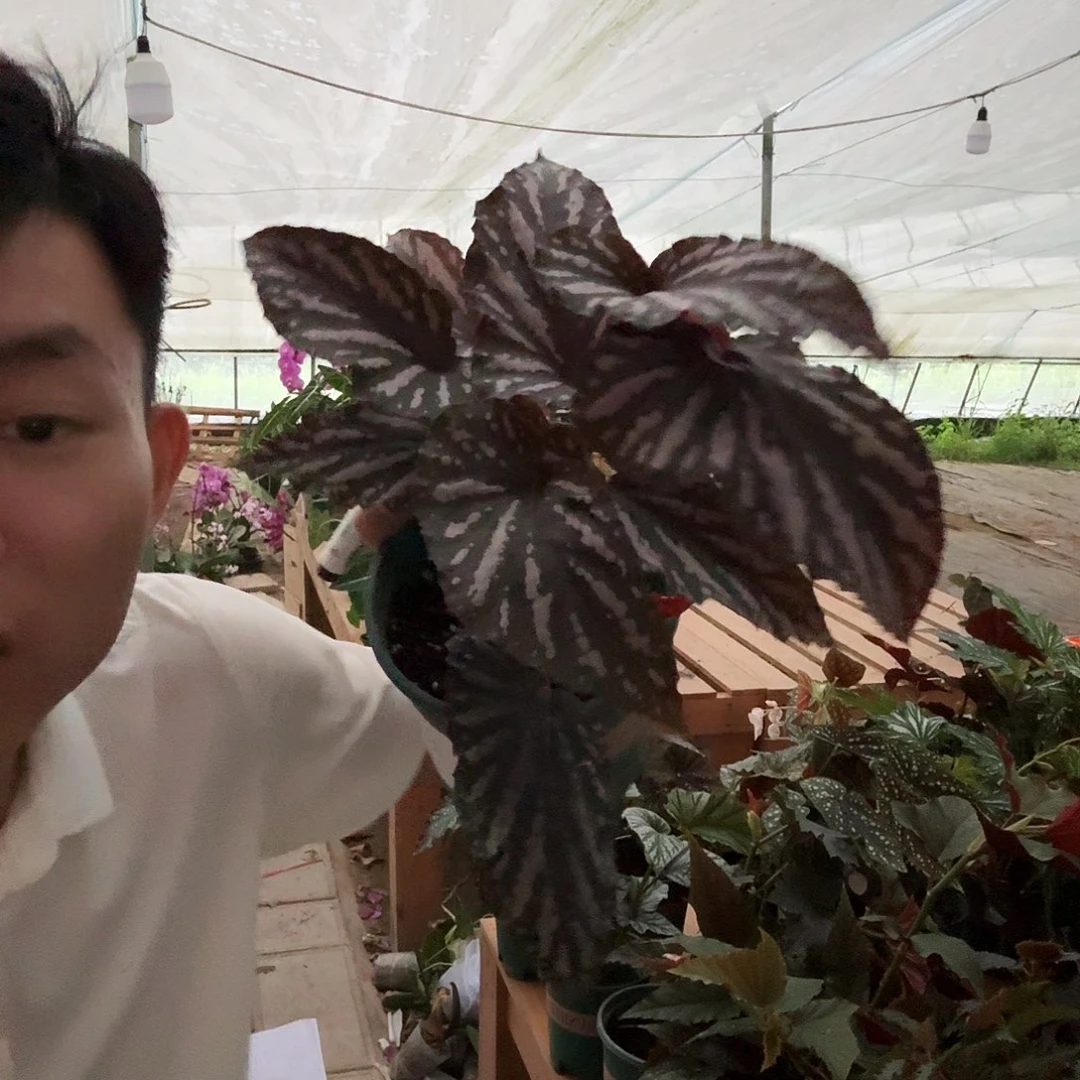 完全开放竹节112号