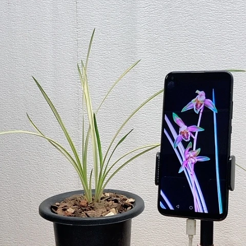 当前无花栽培后可以开花