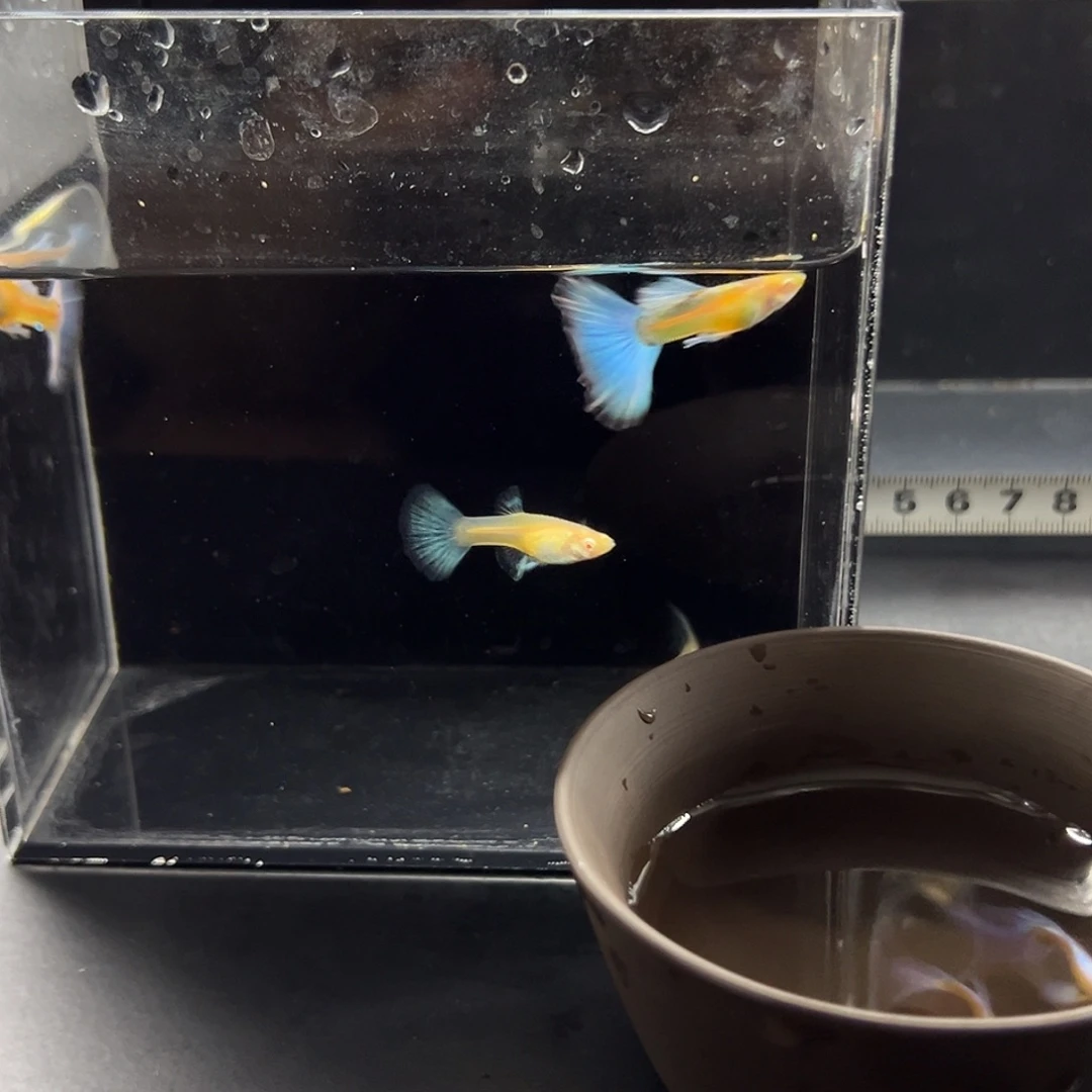 平***树海水紫白飞船一对，蓝白半月一对